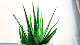 Porqué es recomendable tener una planta de aloe vera en casa