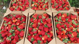 El 5 de noviembre inicia el Simposio Internacional de Frutilla 