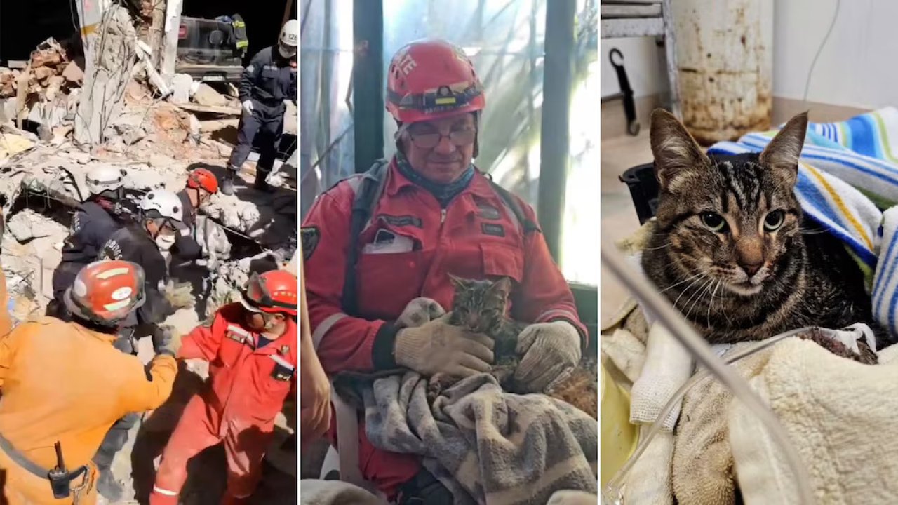 Alegría por el rescate con vida de una gata en el derrumbe de Villa Gesell