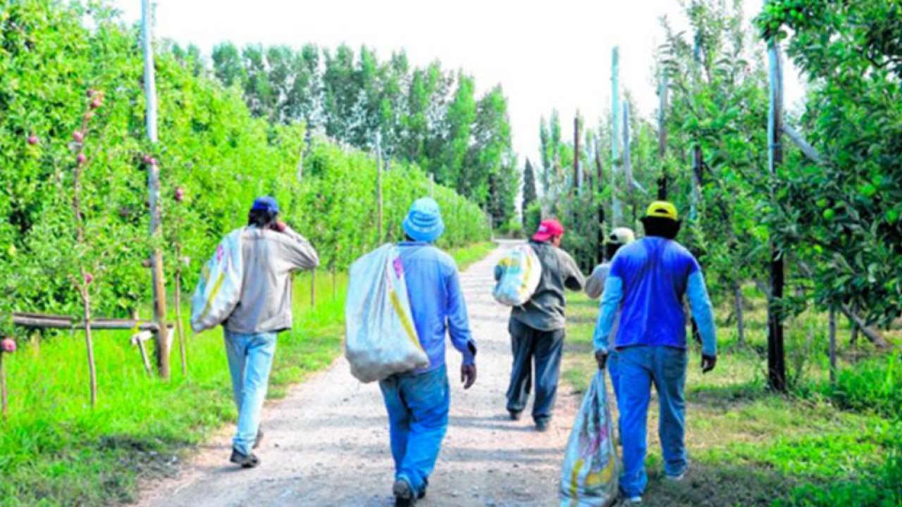 Trabajadores golondrinas: viajan a Río Negro, Mendoza y Neuquén en busca de empleo en la cosecha 