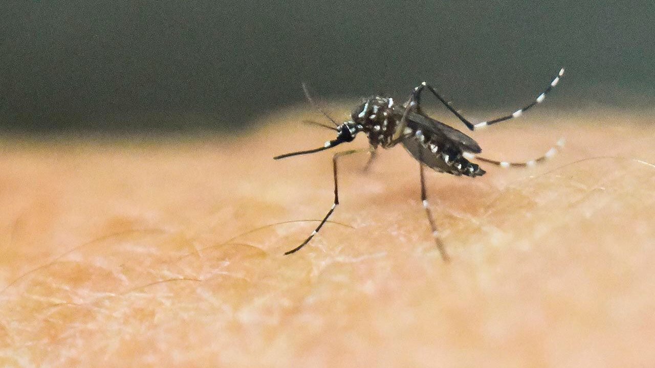 Tucumán continúa sin registrar nuevos casos de dengue