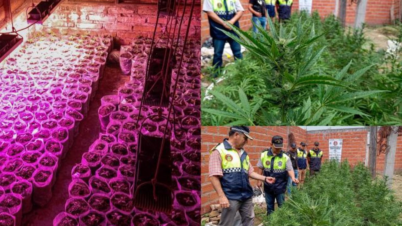 En Las Talitas hallaron 600 plantas de marihuana y un vivero