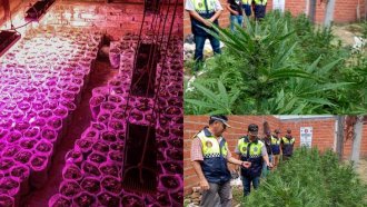 En Las Talitas hallaron 600 plantas de marihuana y un vivero