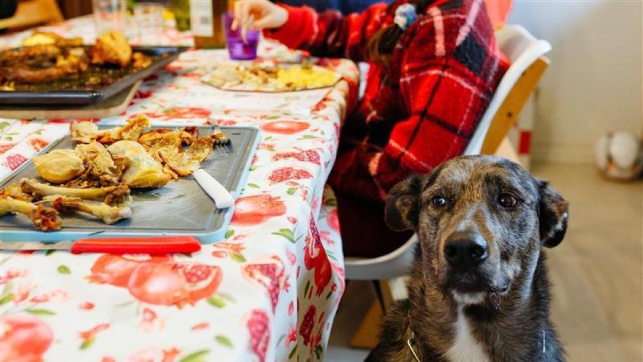 Ellos también se tientan: porqué no debes darles estos alimentos durante las fiestas a tus mascotas