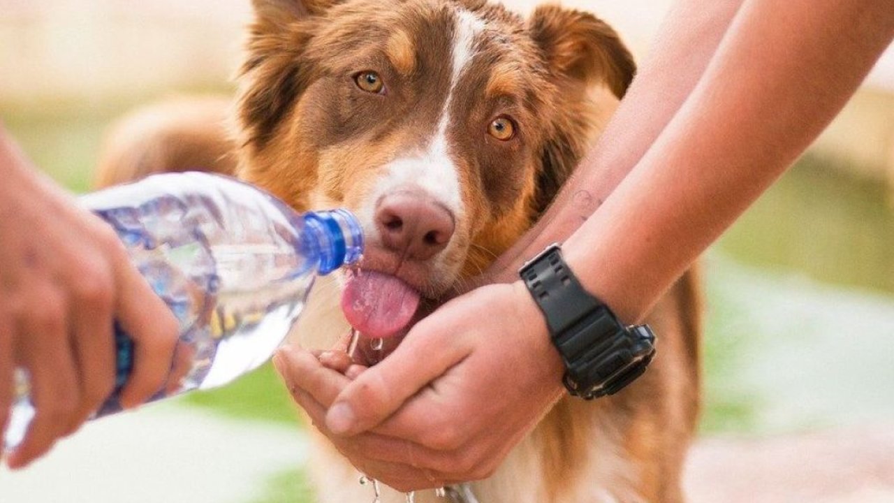 Guía de consejos para protoger a nuestras mascotas de los golpes de calor