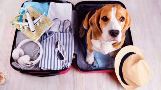 6 recomendaciones claves para que tu mascota viaje de manera cómoda y segura