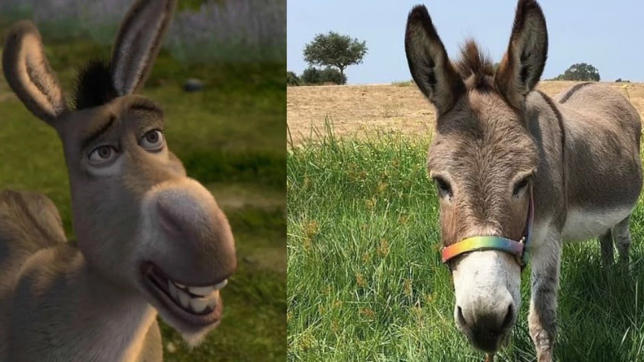 Tristeza en la redes sociales por el fallecimiento del burro que inspiró al mítico personaje