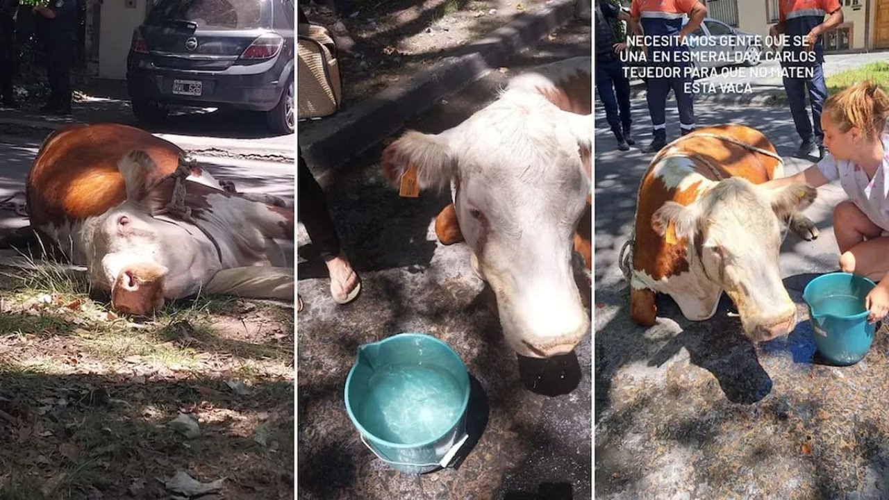 Final feliz para Valiente, la vaca que se escapó camino al matadero