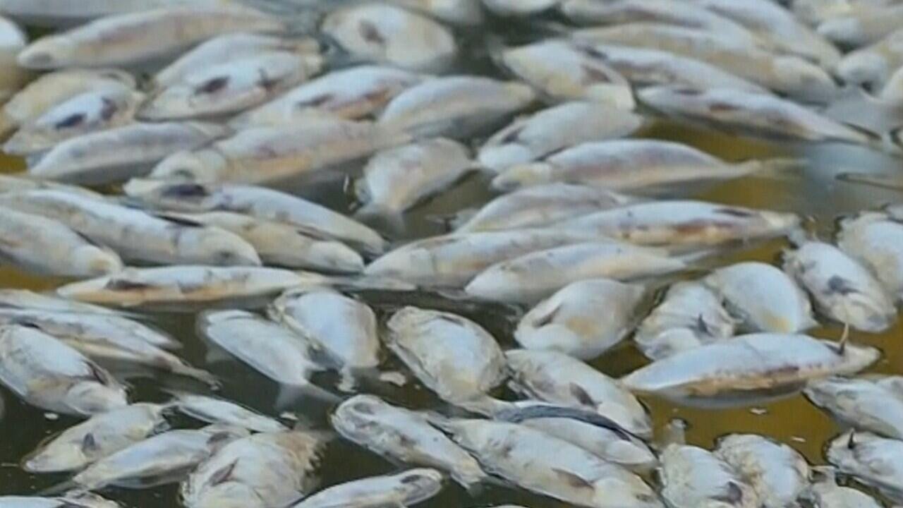 Alarma por gran mortandad de peces en una represa: creen que el calor lo provocó