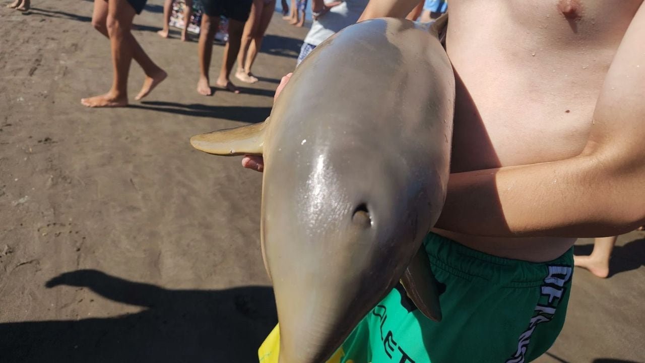 Tragedia en Mar del Tuyú: turistas matan a un delfín por tomarse fotos