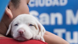 Llega la primera Kermés Animal Municipal a capital: de qué se trata