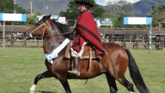 XIII Concurso Departamental de Caballos Peruanos de Paso