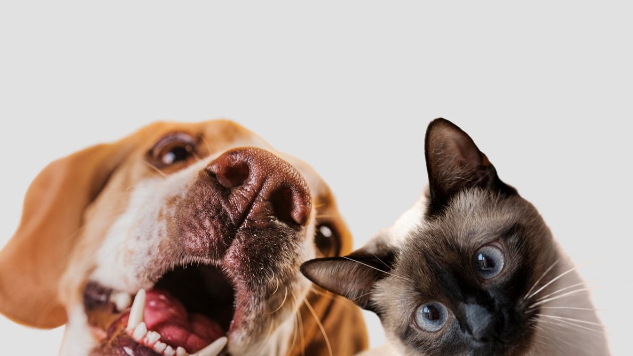 Estas 5 razas de gatos son ideales para convivir con perros