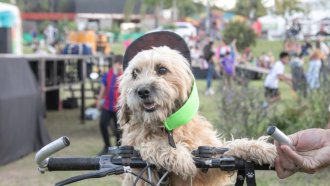  Llega un gran evento por el Día del Animal a la Rotonda Pie del Cerro