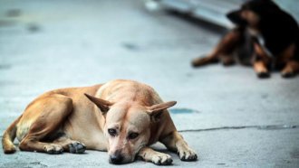 Presentan una propuesta recuperar mascotas perdidas en capital