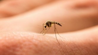Dengue: hubo incremento en más del 45% durante la última semana 