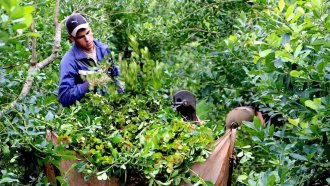 La producción de yerba mate cayó más de un 30%