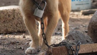Tucumán propone una nueva ley para castigar el maltrato animal