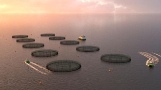 Consulta británica genera polémica por producir salmón a gran escala.