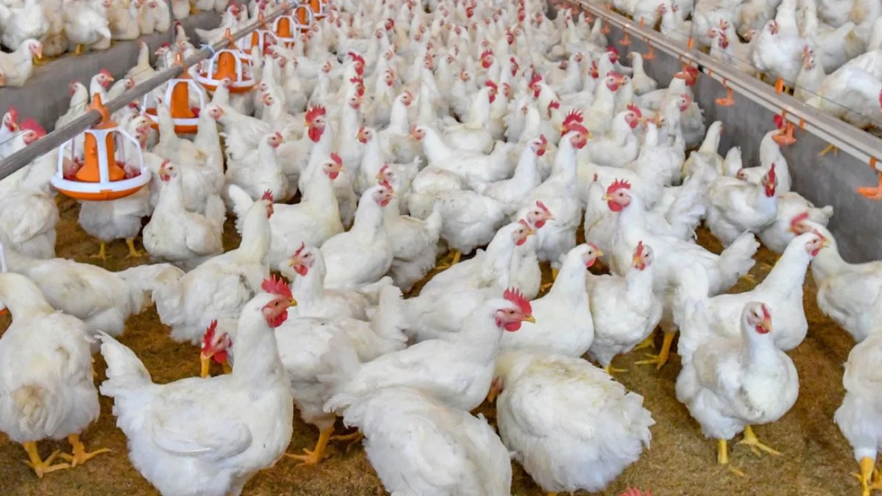 Argentina suspende la importación de pollos por brote de gripe aviar