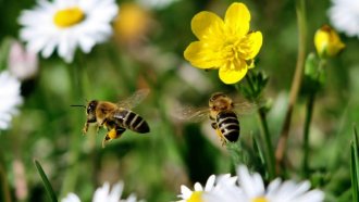 Más que un insecto: por qué el mundo celebra a la abeja hoy