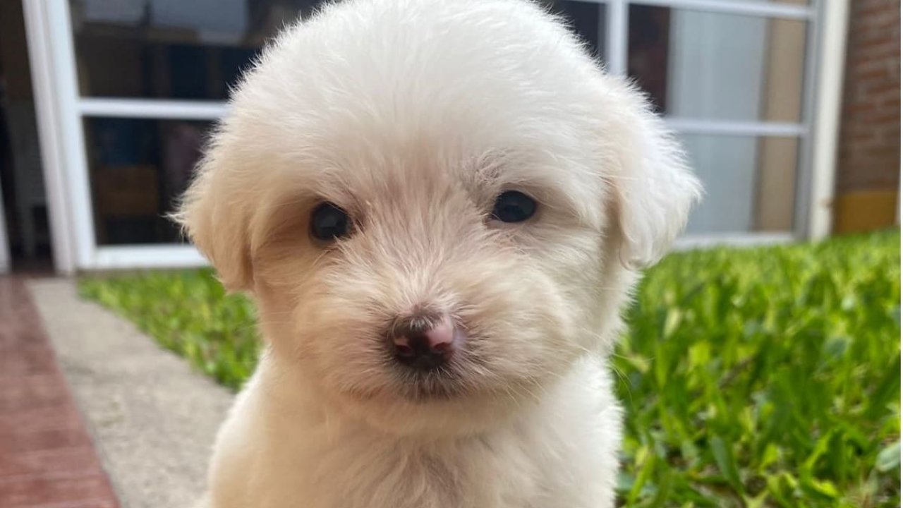 Del maltrato al amor: "Nube" fue salvada por Rescate Animal Aguilares