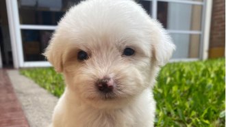 Del maltrato al amor: "Nube" fue salvada por Rescate Animal Aguilares