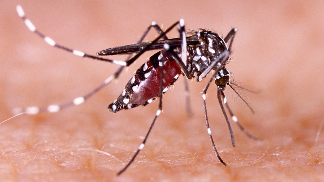 "Cortá con el dengue": dónde estará el operativo esta semana