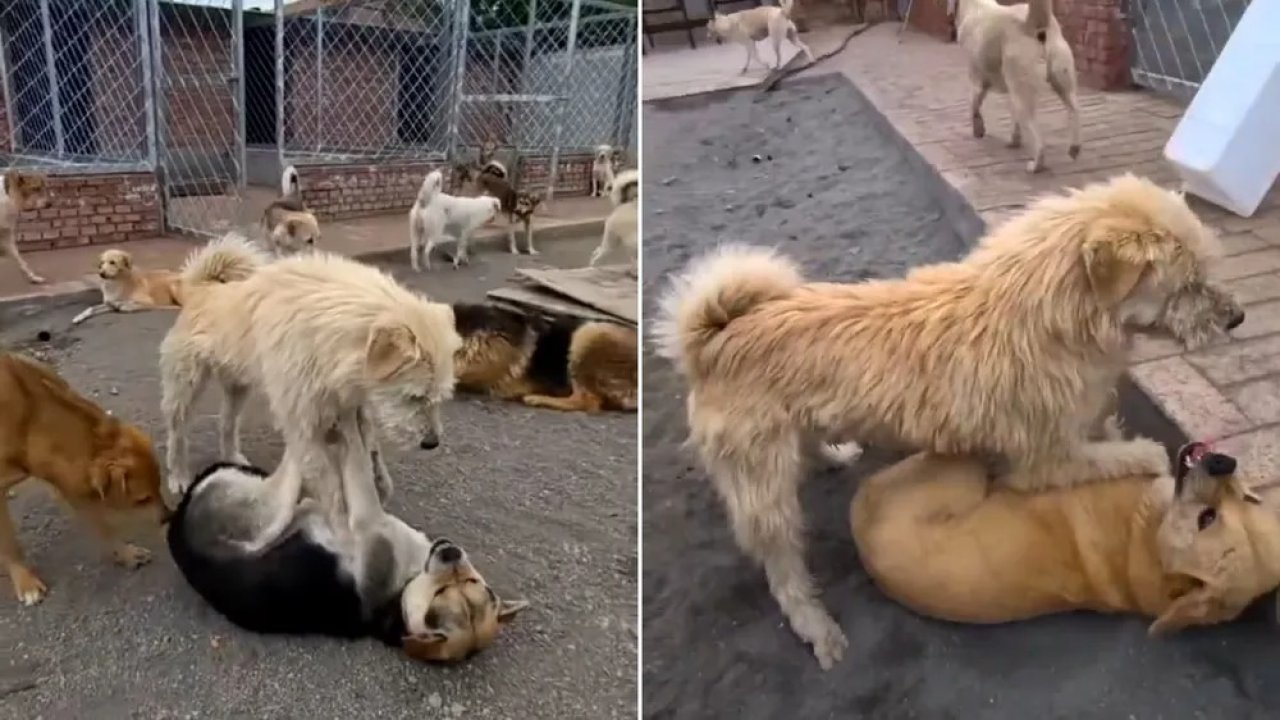"Aura", el perro viral que detiene peleas sin ladrar ni gruñir