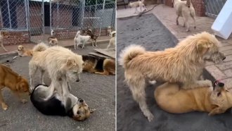 "Aura", el perro viral que detiene peleas sin ladrar ni gruñir