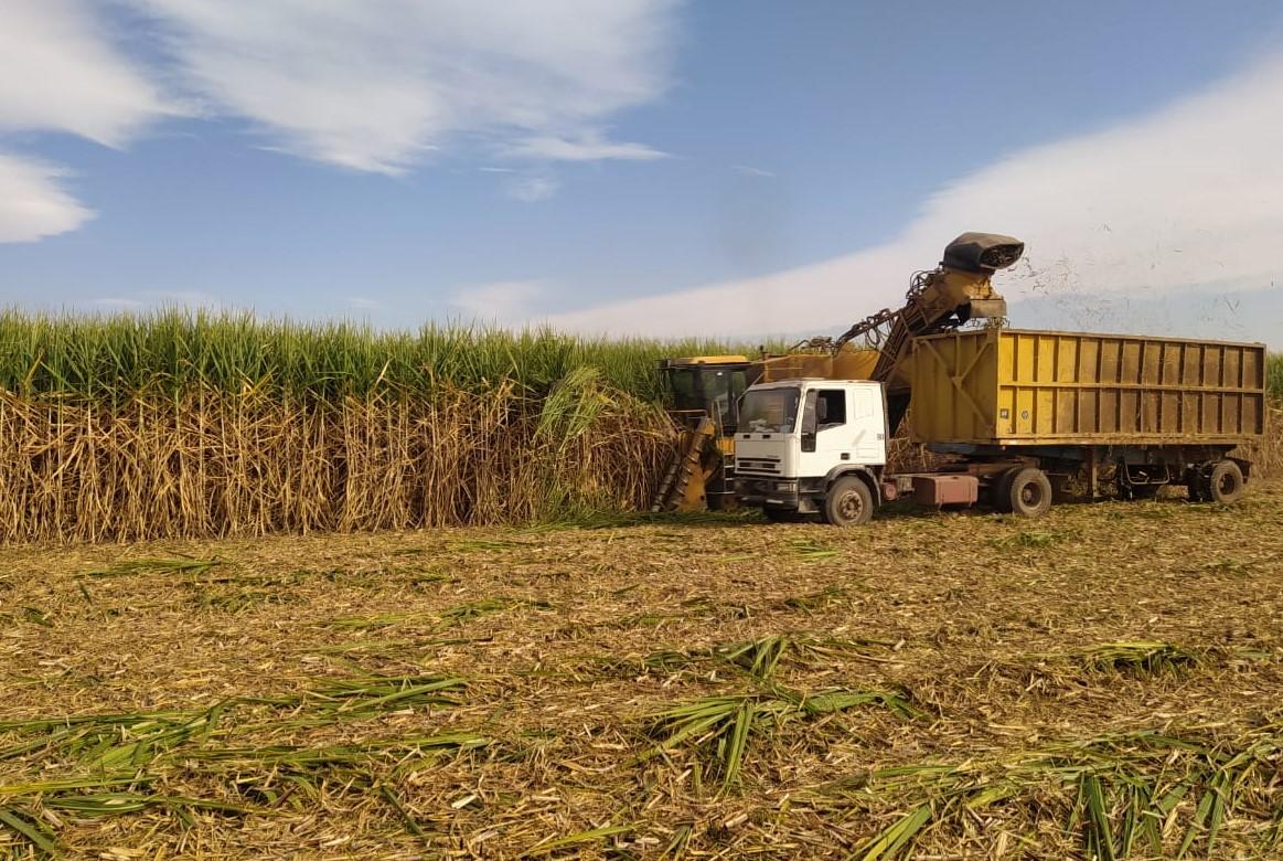 Zafra 2024: Avanza la cosecha de caña de azúcar en Tucumán con un 70% recolectado