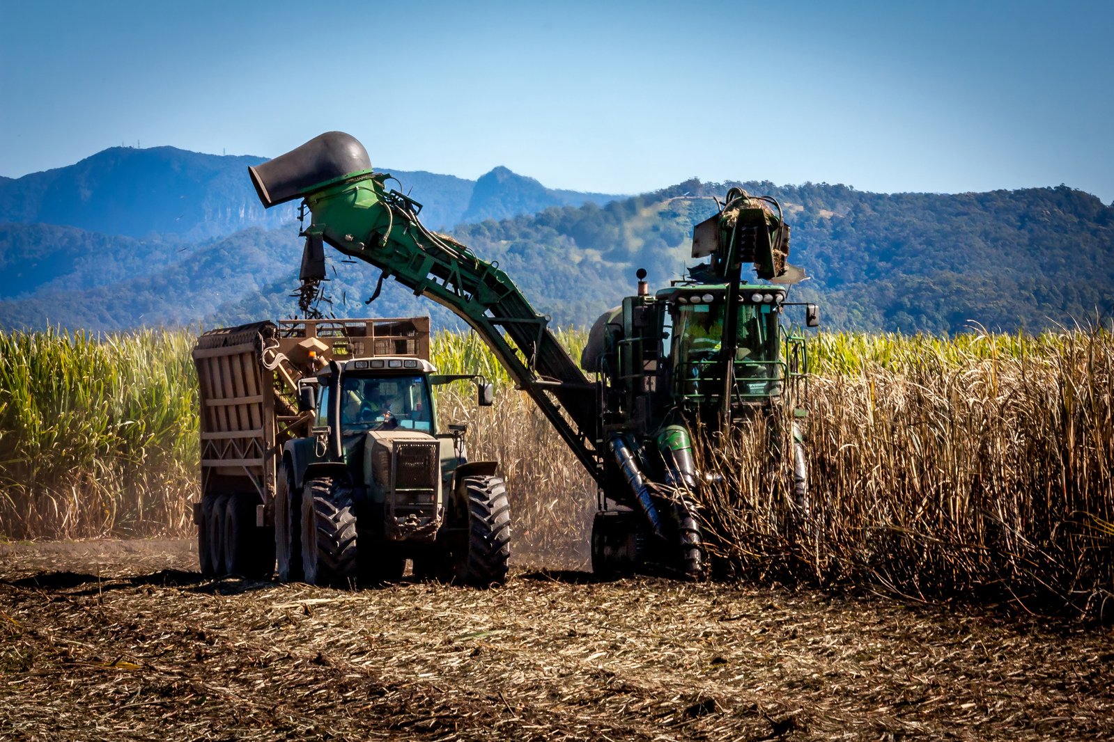 Gran producción de azúcar: ya se cosechó el 70% de la zafra