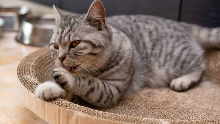 American Shorthair Cats