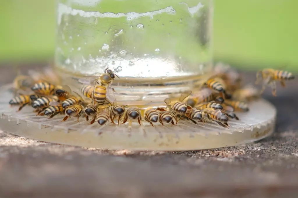 abeja agua