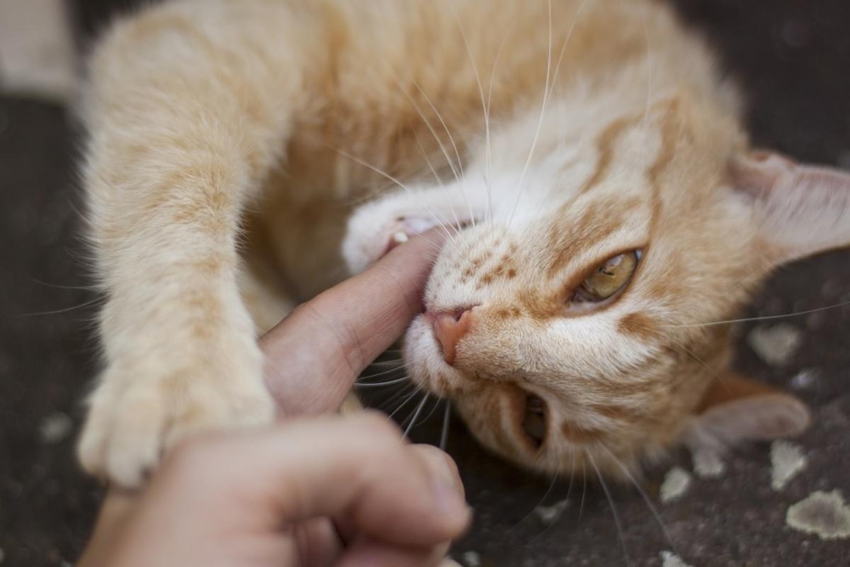 por que mi gato me muerde cuando