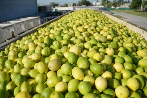 limonestucumanos